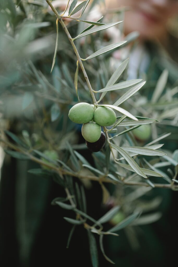 Podere tesoro olive groves | 100% organic, cold pressed extra virgin olive oil