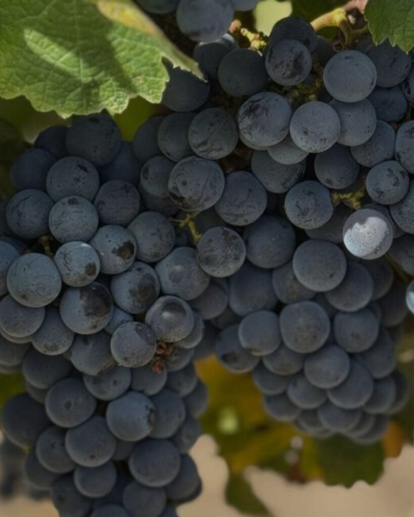 Sangiovese production area