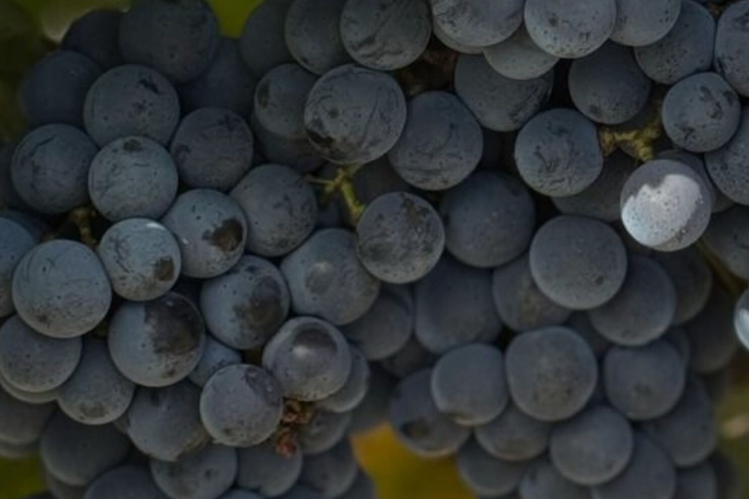 Sangiovese production area